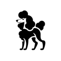 Vinyl Decal / Laptop Sticker/ Car Decal / Phone Sticker Poodle