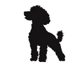 Vinyl Decal / Laptop Sticker/ Car Decal / Phone Sticker Poodle