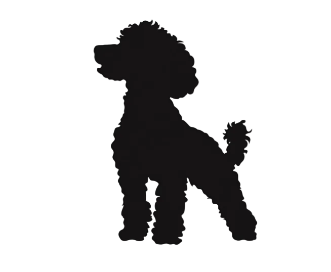 Vinyl Decal / Laptop Sticker/ Car Decal / Phone Sticker Poodle